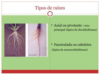 Tipos de raízes Axial ou pivotante :  eixo principal   (típica de dicotiledôneas) Fasciculada ou cabeleira (típica de monocotiledôneas) 