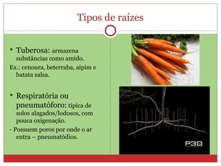 Tipos de raízes Tuberosa:  armazena substâncias como amido.  Ex.: cenoura, beterraba, aipim e batata salsa. Respiratória ou pneumatóforo:  típica de solos alagados/lodosos, com pouca oxigenação. - Possuem poros por onde o ar entra – pneumatódios. 