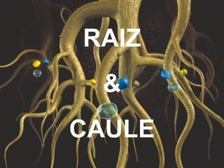 RAIZ
 &
CAULE
 