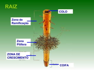 RAIZ
                COLO

  Zona de
  Ramificação




     Zona
     Pilífera


ZONA DE
CRESCIMENTO

                COIFA
 