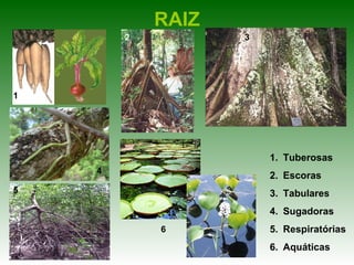 RAIZ
        2          3




1




                       1. Tuberosas
    4
                       2. Escoras
5                      3. Tabulares
                       4. Sugadoras
            6          5. Respiratórias
                       6. Aquáticas
 