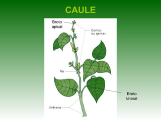 CAULE
Broto
apical




                  Broto
                 lateral
 