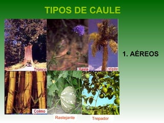 TIPOS DE CAULE



                         1. AÉREOS




 Rastejante   Trepador
 