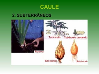 CAULE
2. SUBTERRÂNEOS
 