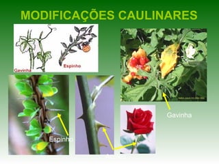 MODIFICAÇÕES CAULINARES




                      Gavinha


   Espinho

             Acúleo
 