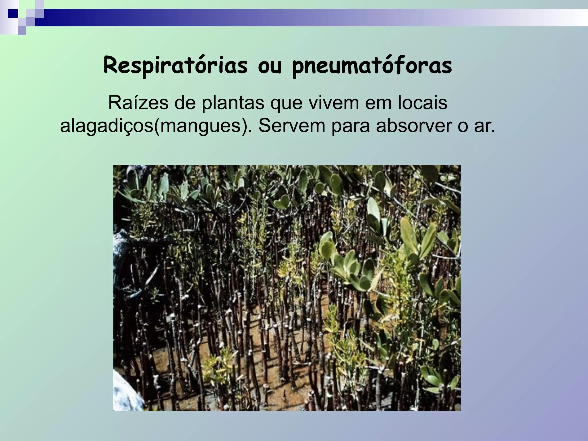 Respiratórias ou pneumatóforas
Raízes de plantas que vivem em locais
alagadiços(mangues). Servem para absorver o ar.
 