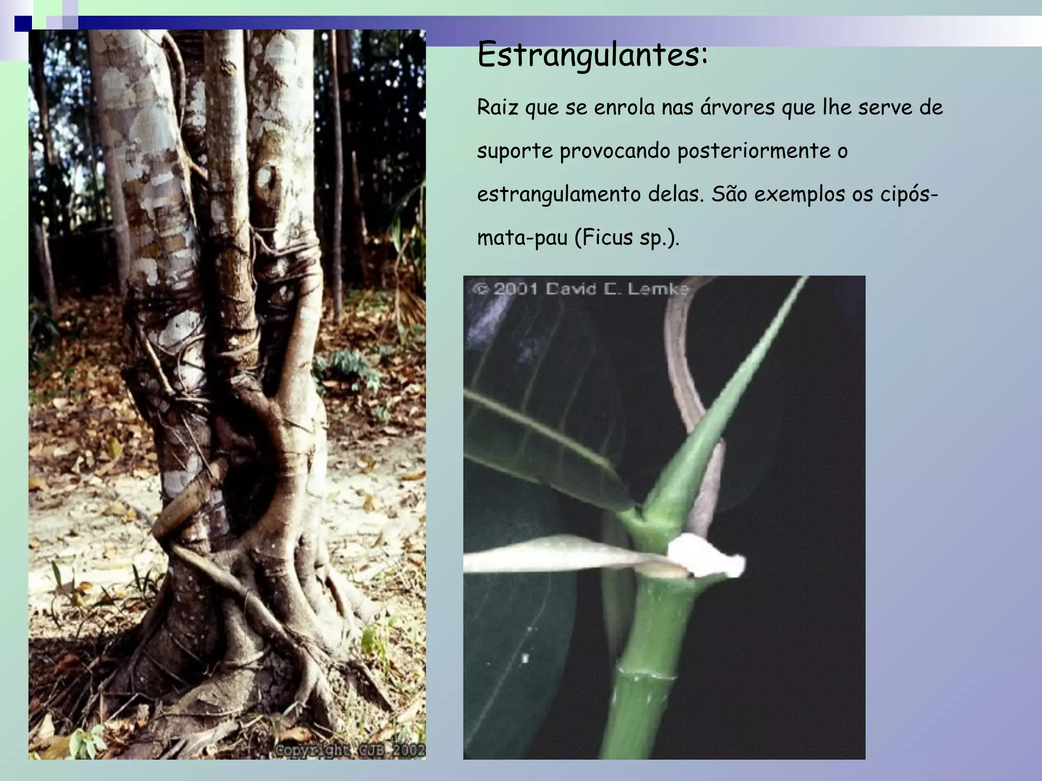 Estrangulantes:  
Raiz que se enrola nas árvores que lhe serve de
suporte provocando posteriormente o
estrangulamento delas. São exemplos os cipós-
mata-pau (Ficus sp.).
 