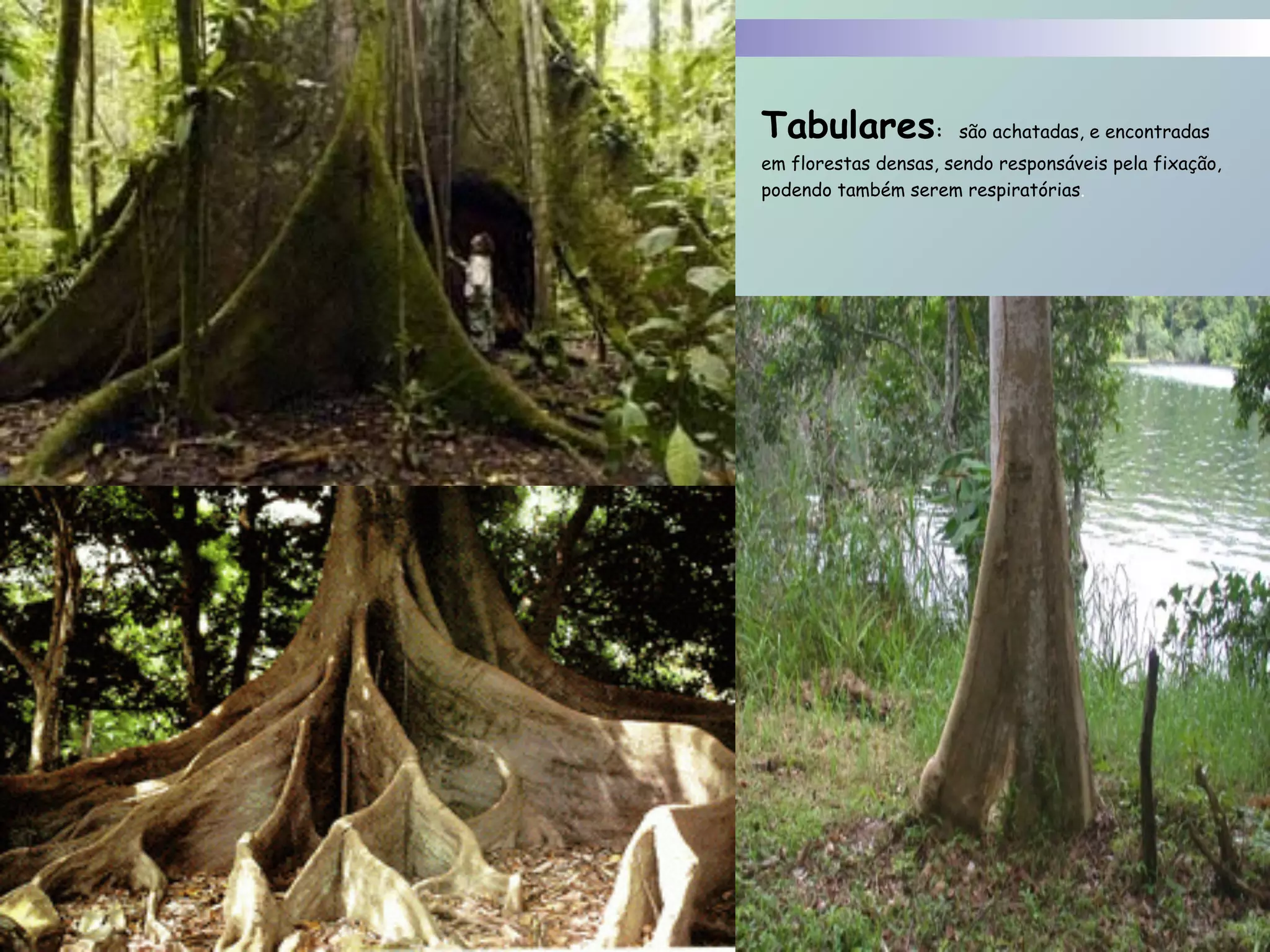  
Tabulares: são achatadas, e encontradas
em florestas densas, sendo responsáveis pela fixação,
podendo também serem respiratórias. 
 