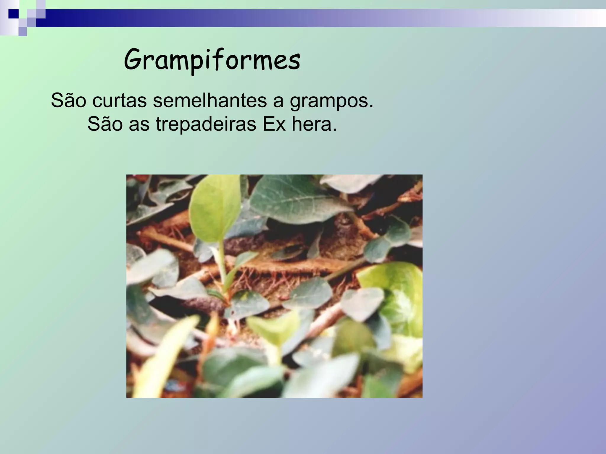 Grampiformes
São curtas semelhantes a grampos.
São as trepadeiras Ex hera.
 