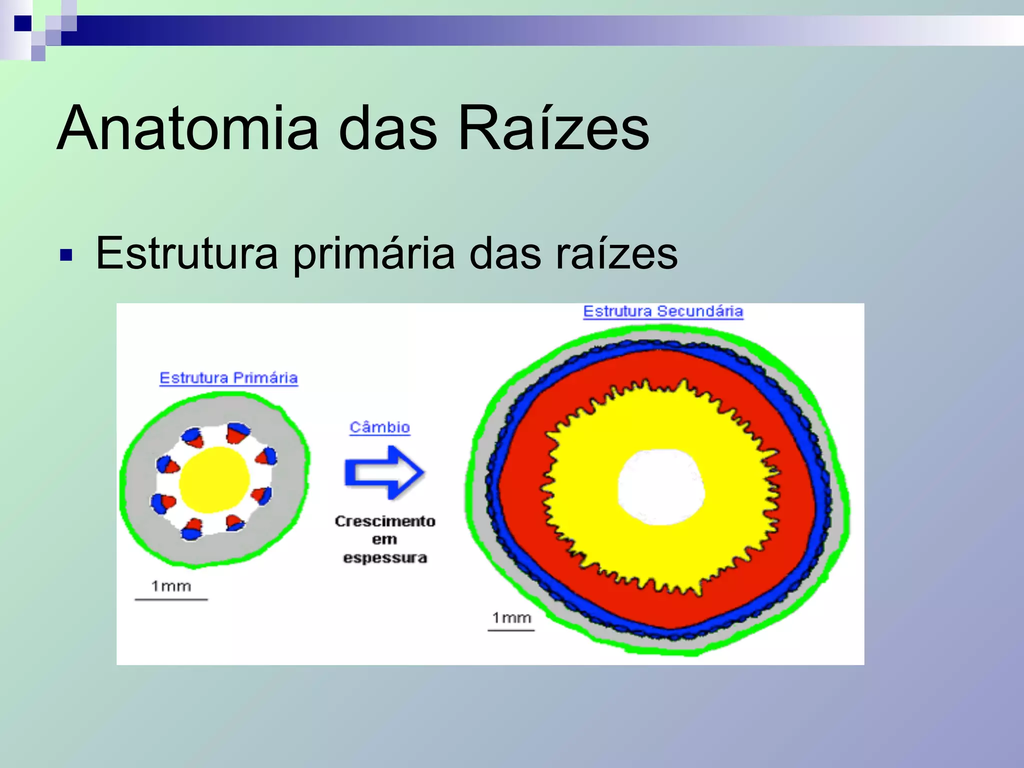 Anatomia das Raízes
■ Estrutura primária das raízes
 