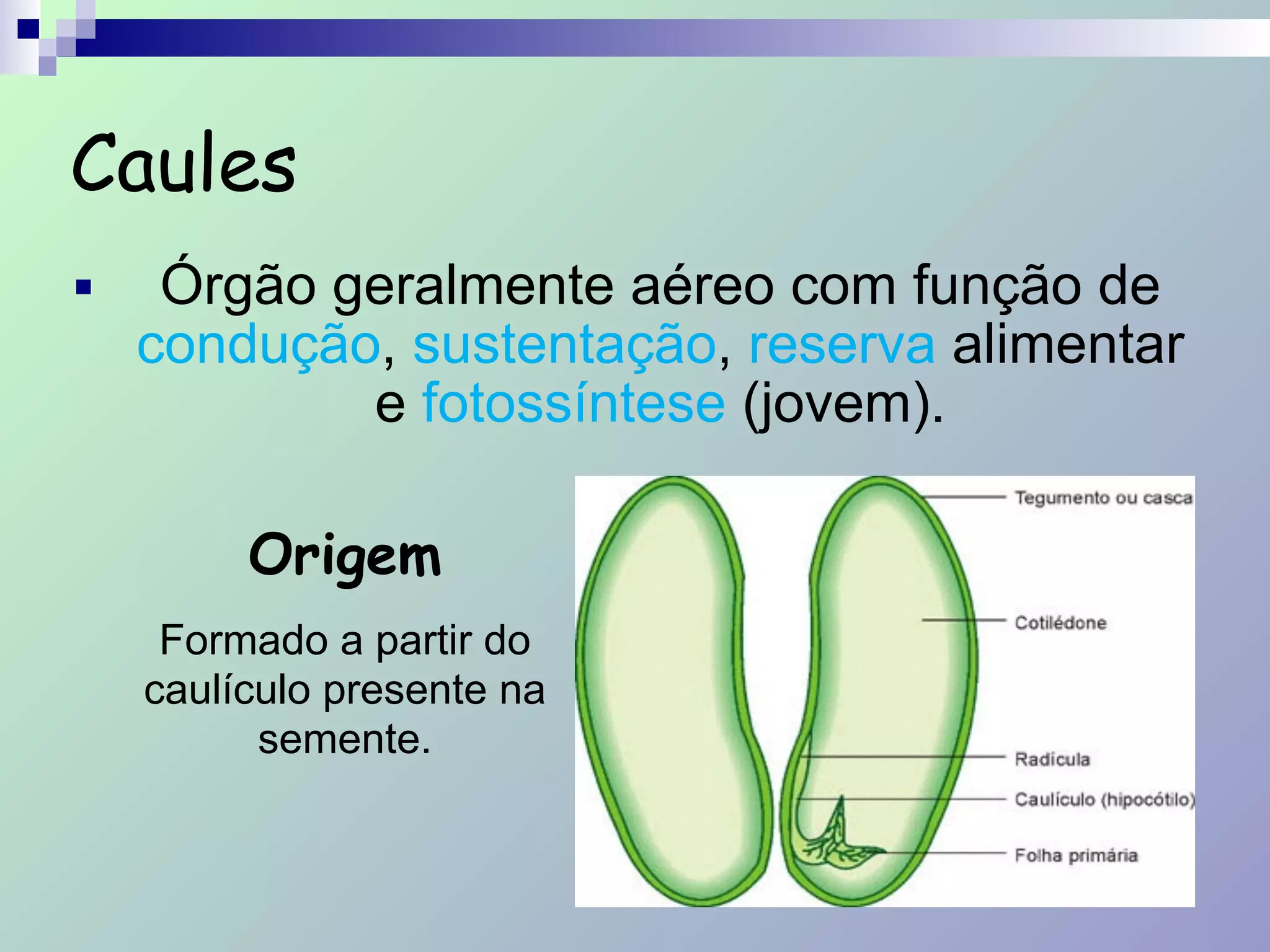 Caules
■ Órgão geralmente aéreo com função de
condução, sustentação, reserva alimentar
e fotossíntese (jovem).
Origem
Formado a partir do
caulículo presente na
semente.
 