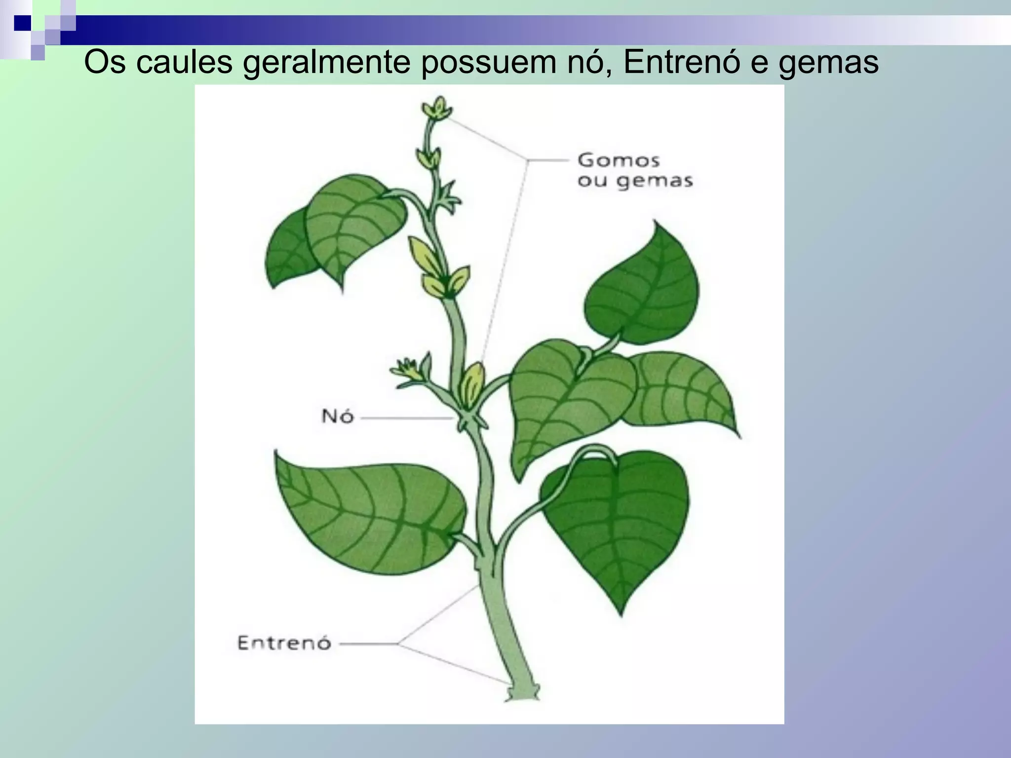 Os caules geralmente possuem nó, Entrenó e gemas
 