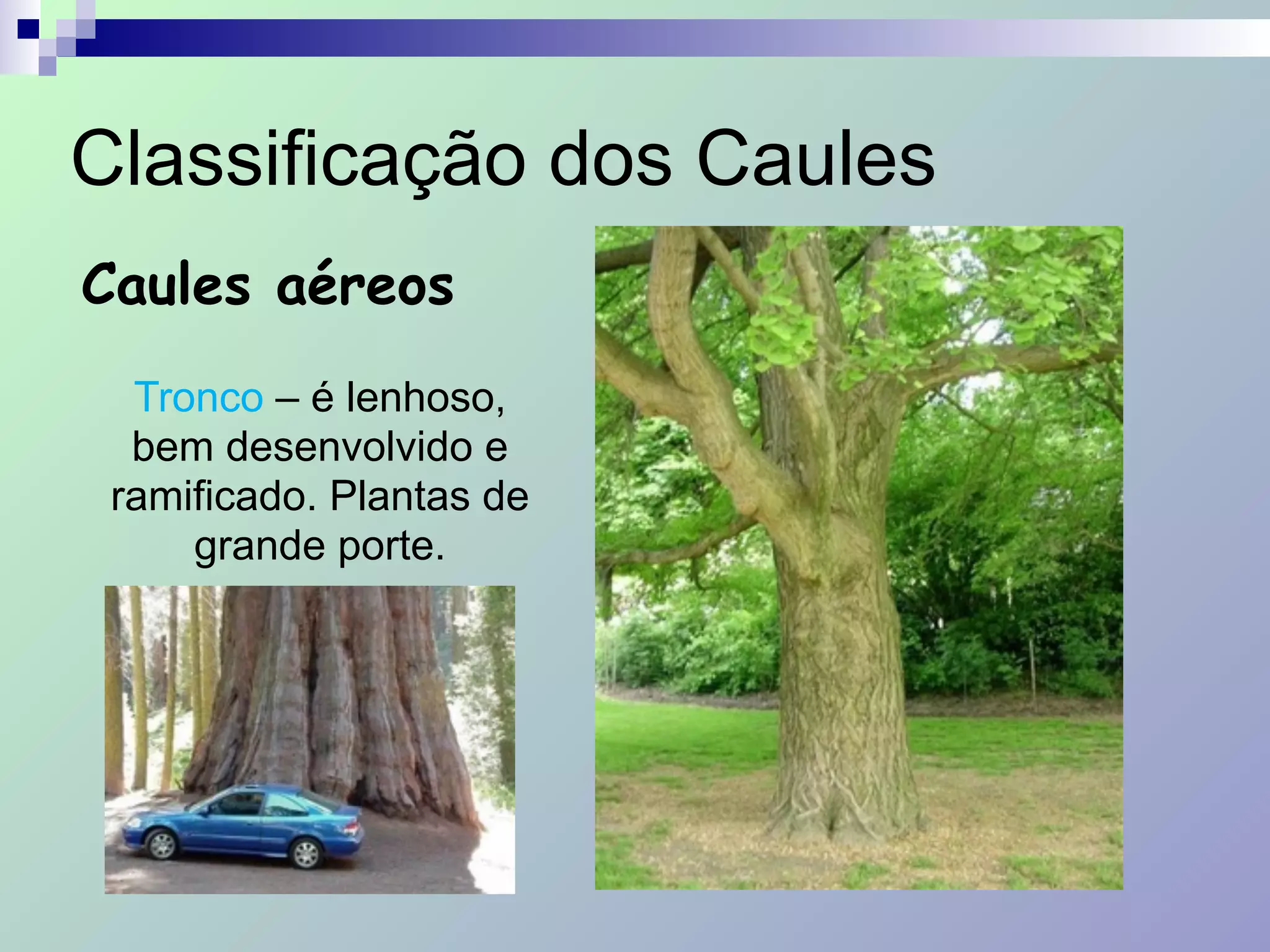 Classificação dos Caules
Caules aéreos
Tronco – é lenhoso,
bem desenvolvido e
ramificado. Plantas de
grande porte.
 