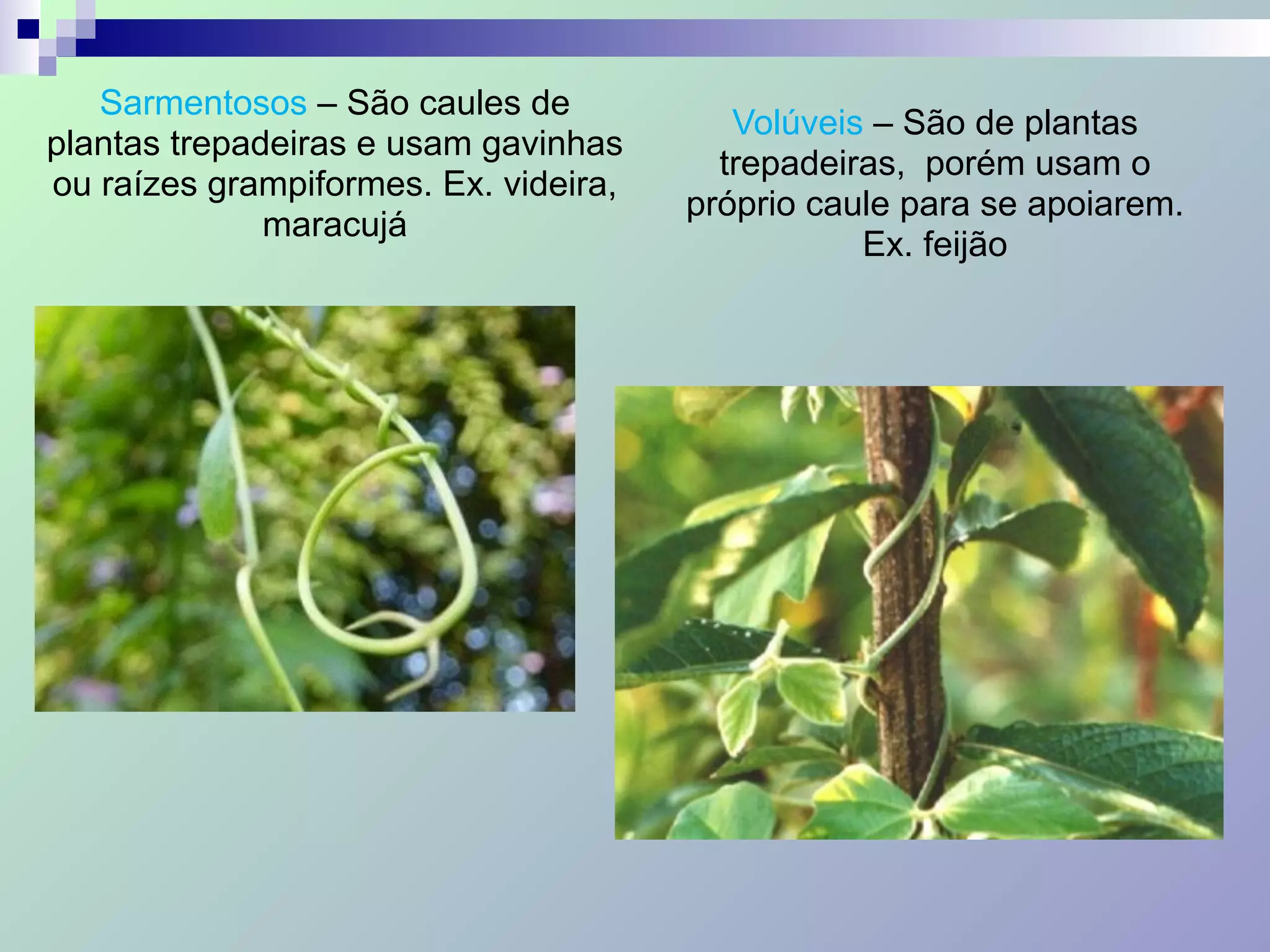 Sarmentosos – São caules de
plantas trepadeiras e usam gavinhas
ou raízes grampiformes. Ex. videira,
maracujá
Volúveis – São de plantas
trepadeiras, porém usam o
próprio caule para se apoiarem.
Ex. feijão
 