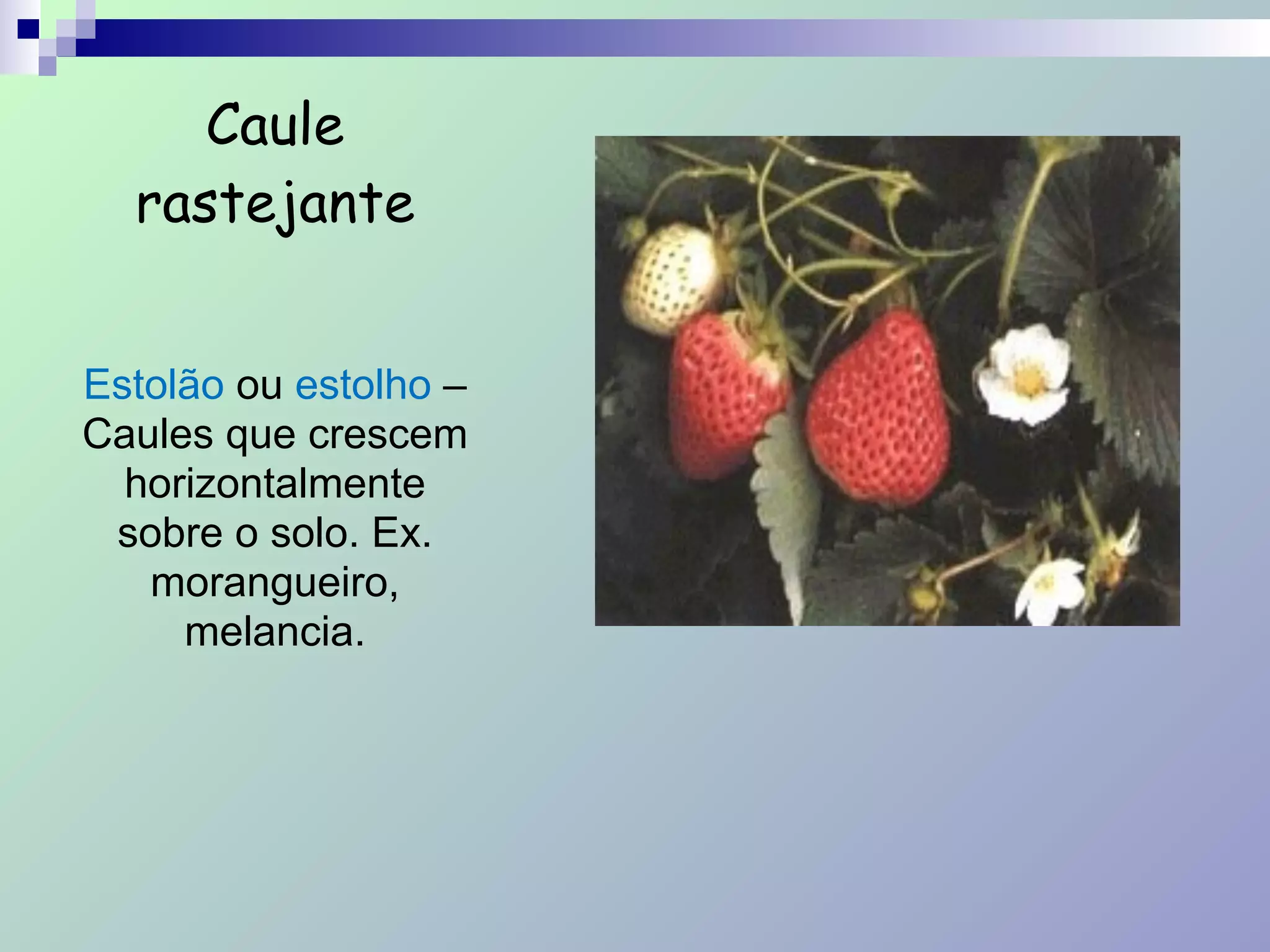 Caule
rastejante
!
Estolão ou estolho –
Caules que crescem
horizontalmente
sobre o solo. Ex.
morangueiro,
melancia.
 