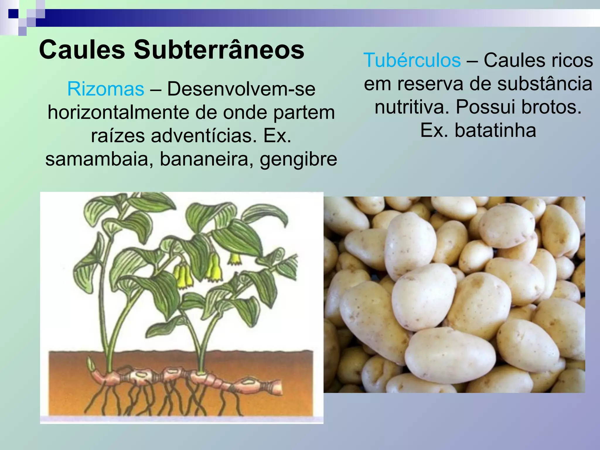 Caules Subterrâneos
Rizomas – Desenvolvem-se
horizontalmente de onde partem
raízes adventícias. Ex.
samambaia, bananeira, gengibre
Tubérculos – Caules ricos
em reserva de substância
nutritiva. Possui brotos.
Ex. batatinha
 