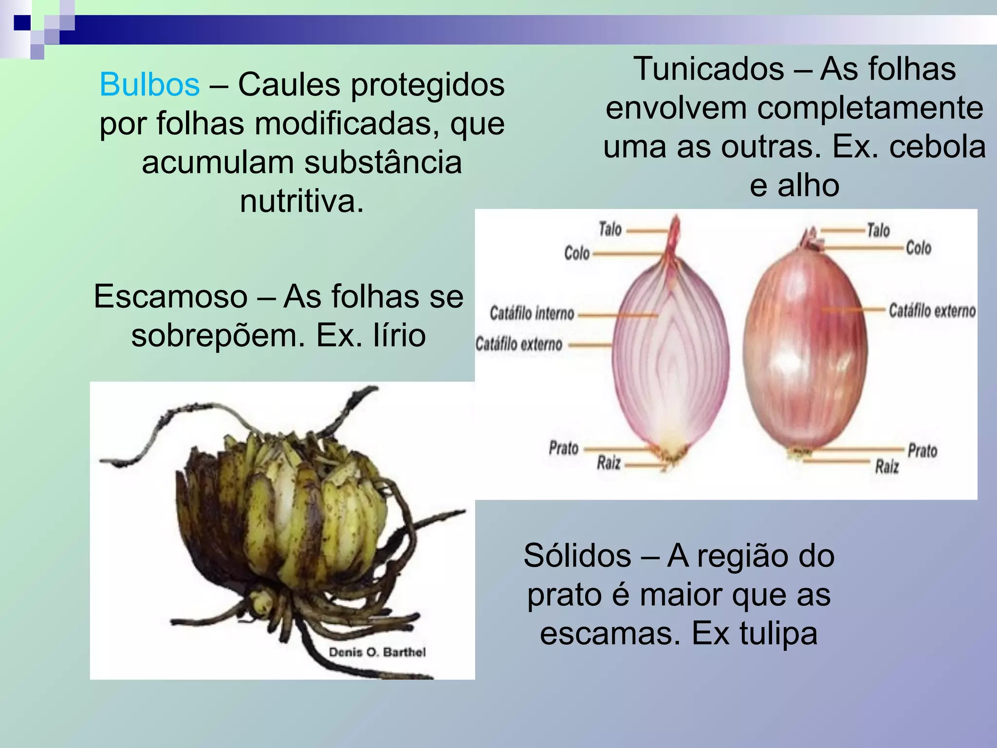 Bulbos – Caules protegidos
por folhas modificadas, que
acumulam substância
nutritiva.
Escamoso – As folhas se
sobrepõem. Ex. lírio
Tunicados – As folhas
envolvem completamente
uma as outras. Ex. cebola
e alho
Sólidos – A região do
prato é maior que as
escamas. Ex tulipa
 