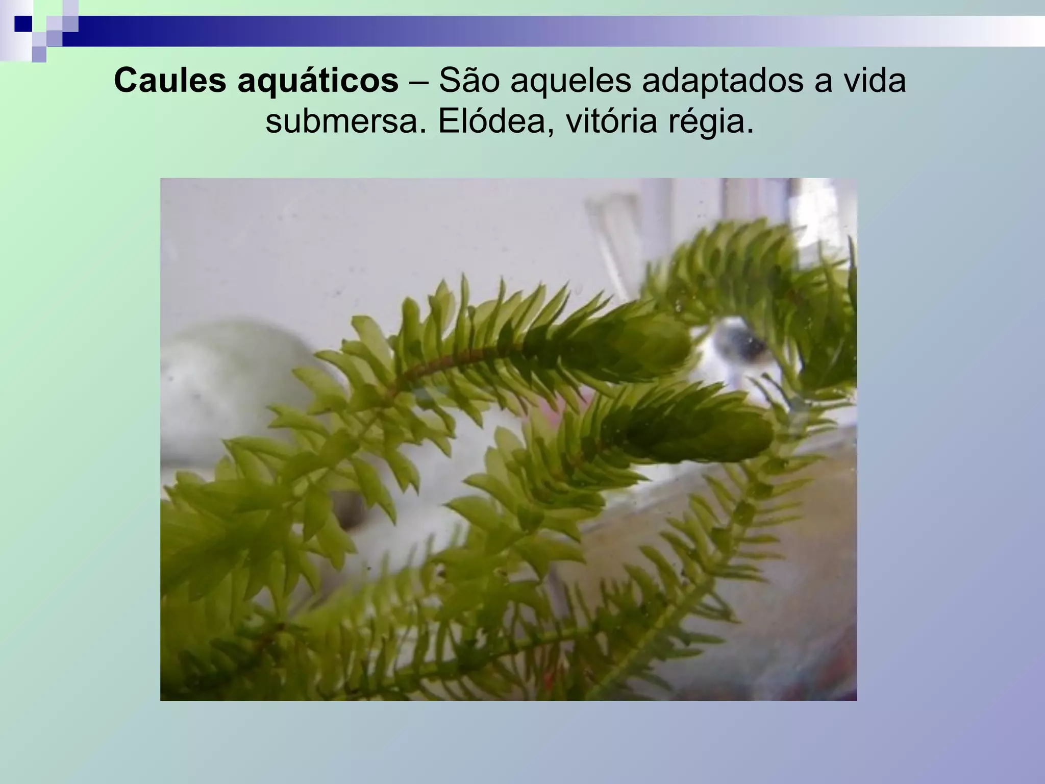 Caules aquáticos – São aqueles adaptados a vida
submersa. Elódea, vitória régia.
 