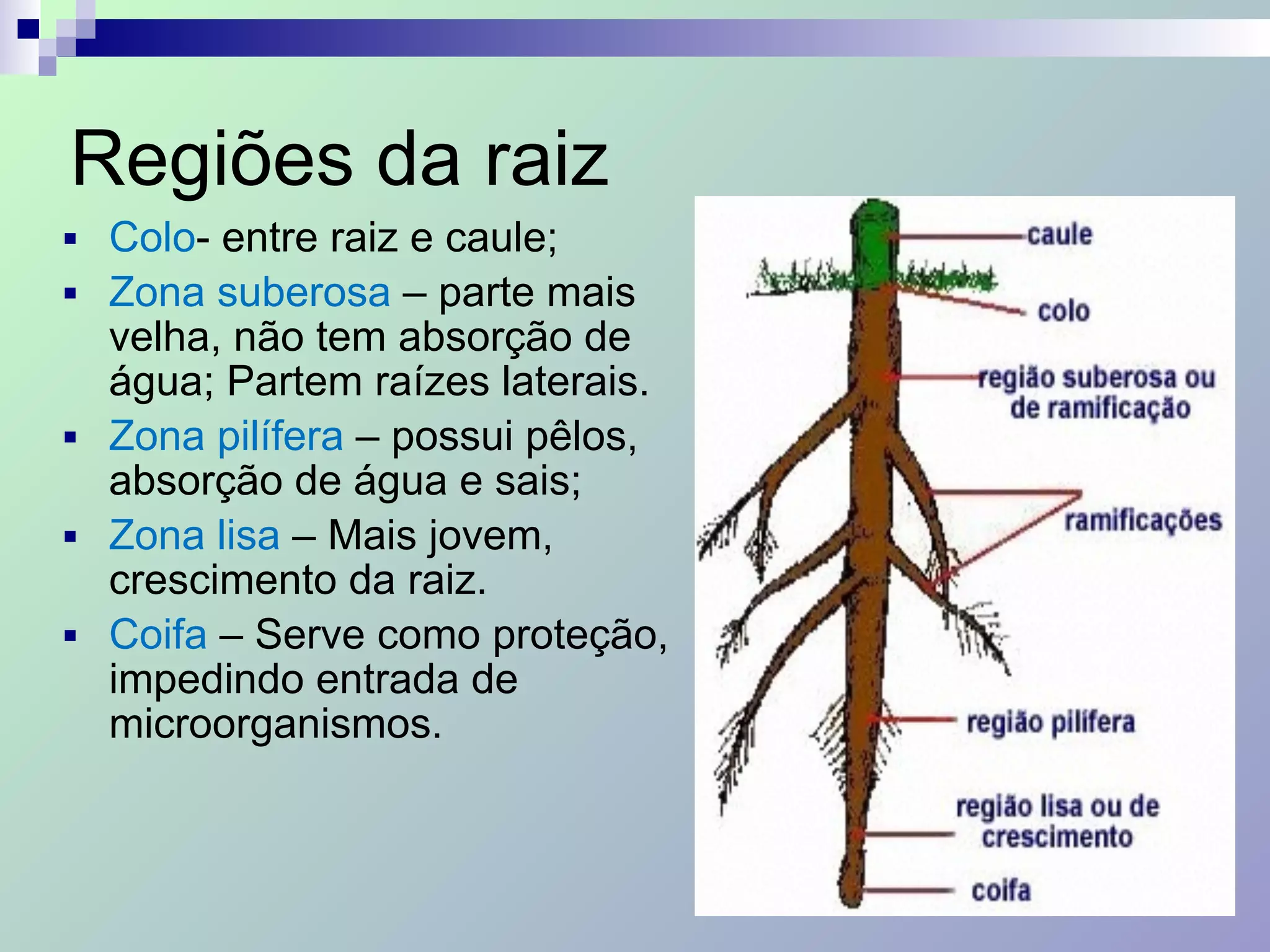 Regiões da raiz
■ Colo- entre raiz e caule;
■ Zona suberosa – parte mais
velha, não tem absorção de
água; Partem raízes laterais.
■ Zona pilífera – possui pêlos,
absorção de água e sais;
■ Zona lisa – Mais jovem,
crescimento da raiz.
■ Coifa – Serve como proteção,
impedindo entrada de
microorganismos.
 