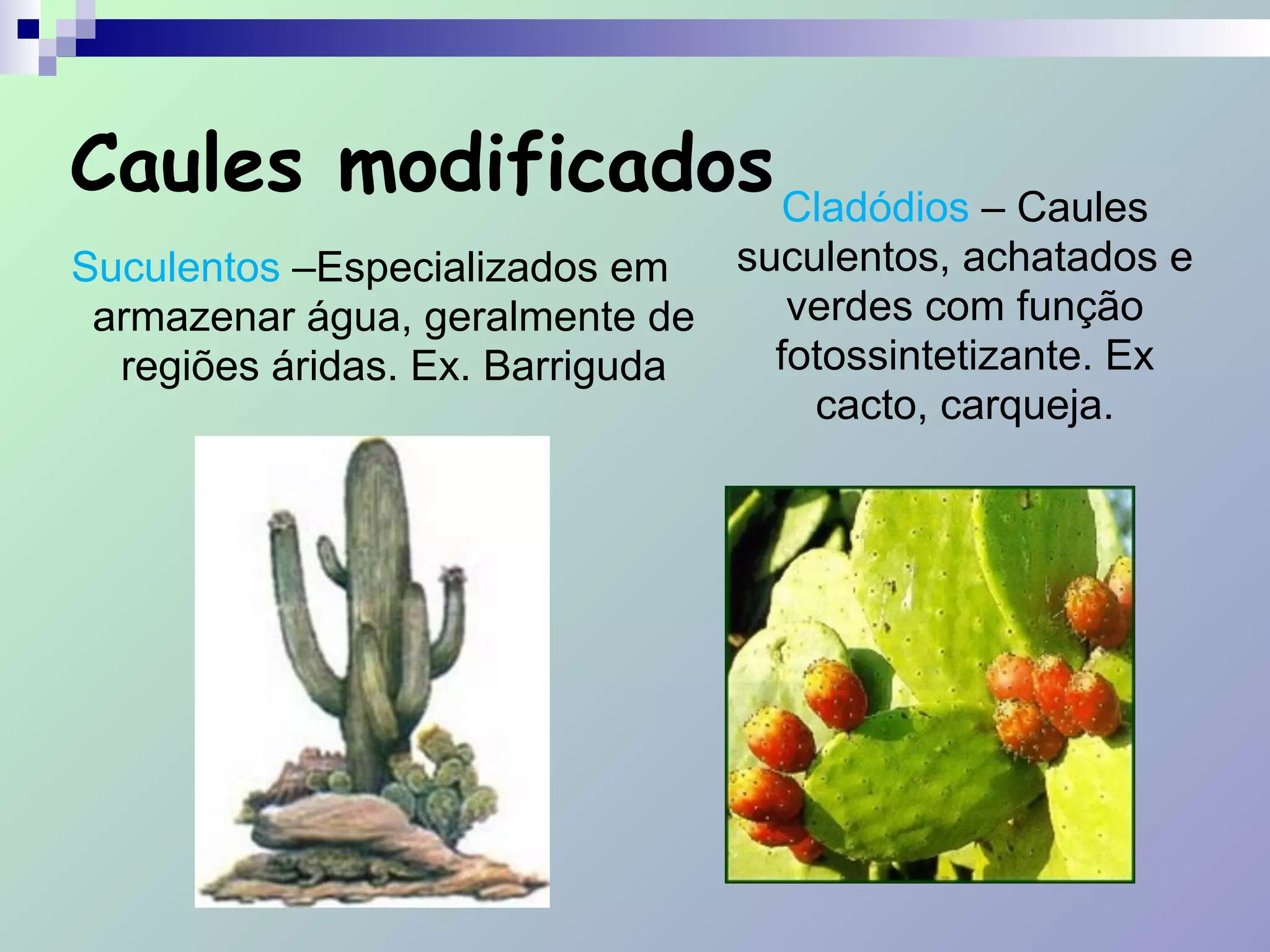 Caules modificados
Suculentos –Especializados em
armazenar água, geralmente de
regiões áridas. Ex. Barriguda
Cladódios – Caules
suculentos, achatados e
verdes com função
fotossintetizante. Ex
cacto, carqueja.
 