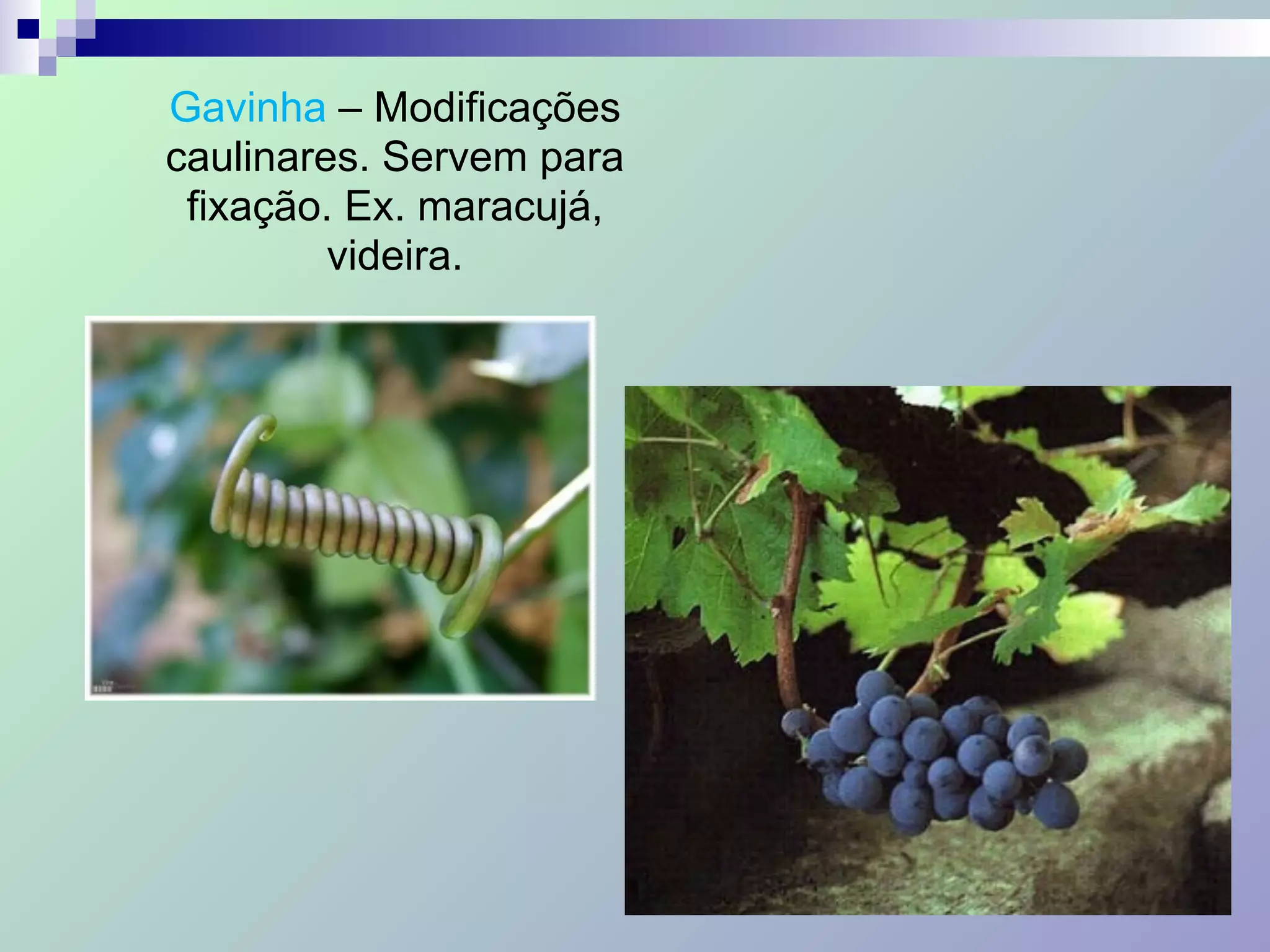 Gavinha – Modificações
caulinares. Servem para
fixação. Ex. maracujá,
videira.
 