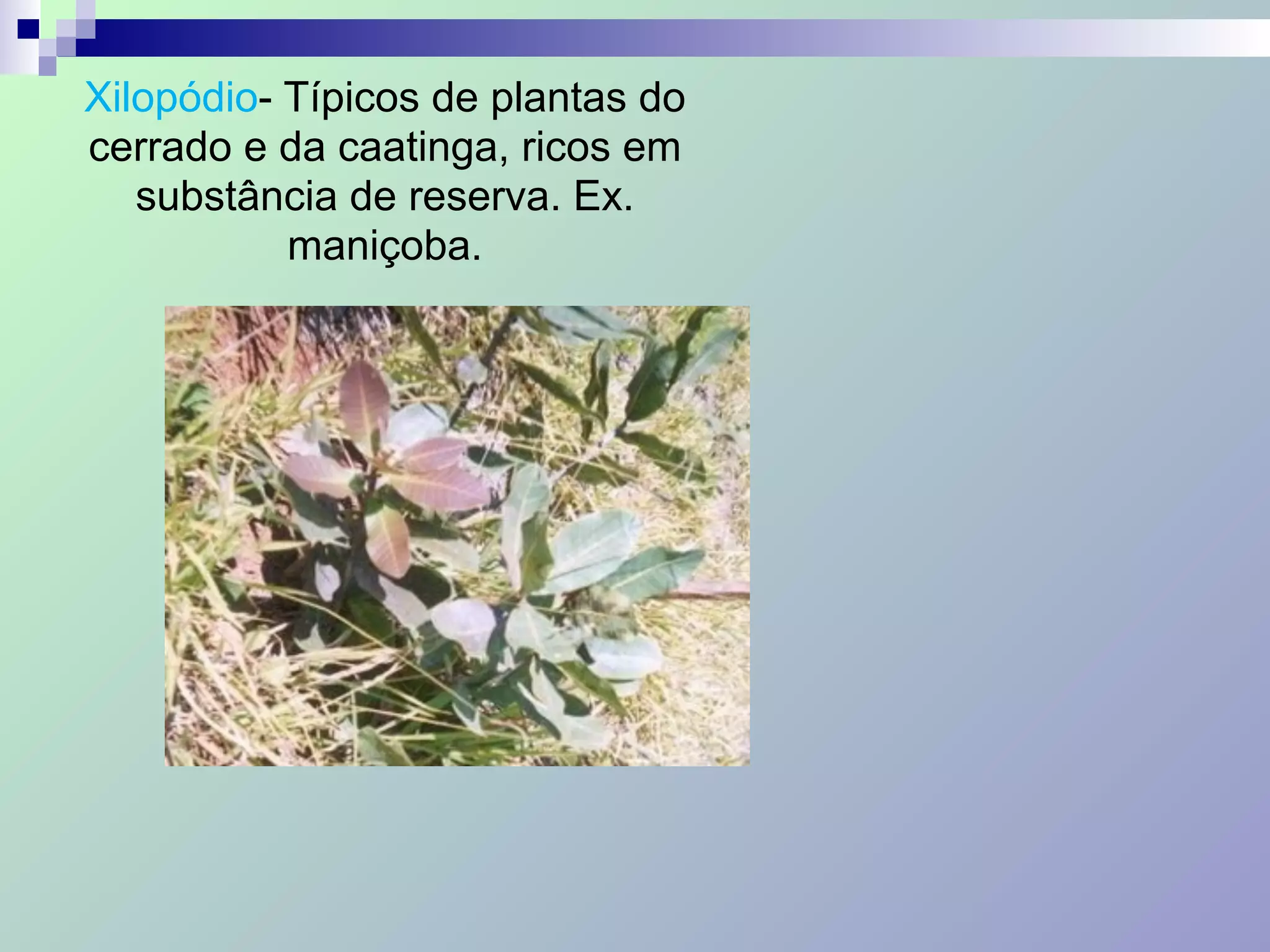 Xilopódio- Típicos de plantas do
cerrado e da caatinga, ricos em
substância de reserva. Ex.
maniçoba.
 
