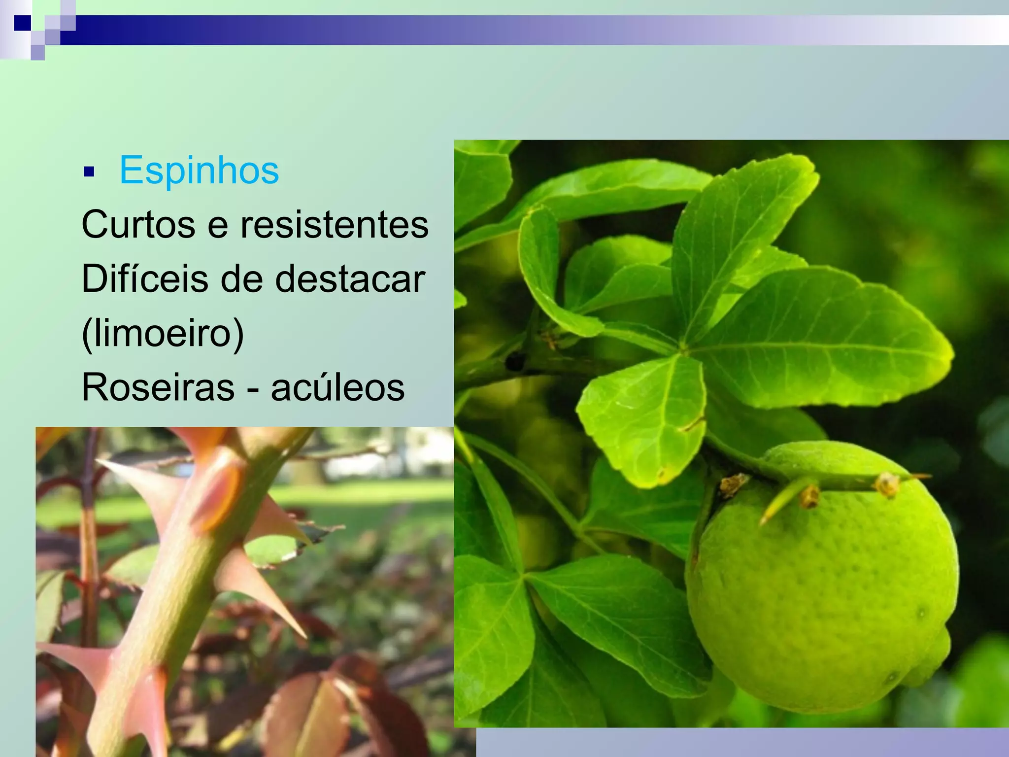■ Espinhos
Curtos e resistentes
Difíceis de destacar
(limoeiro)
Roseiras - acúleos
 