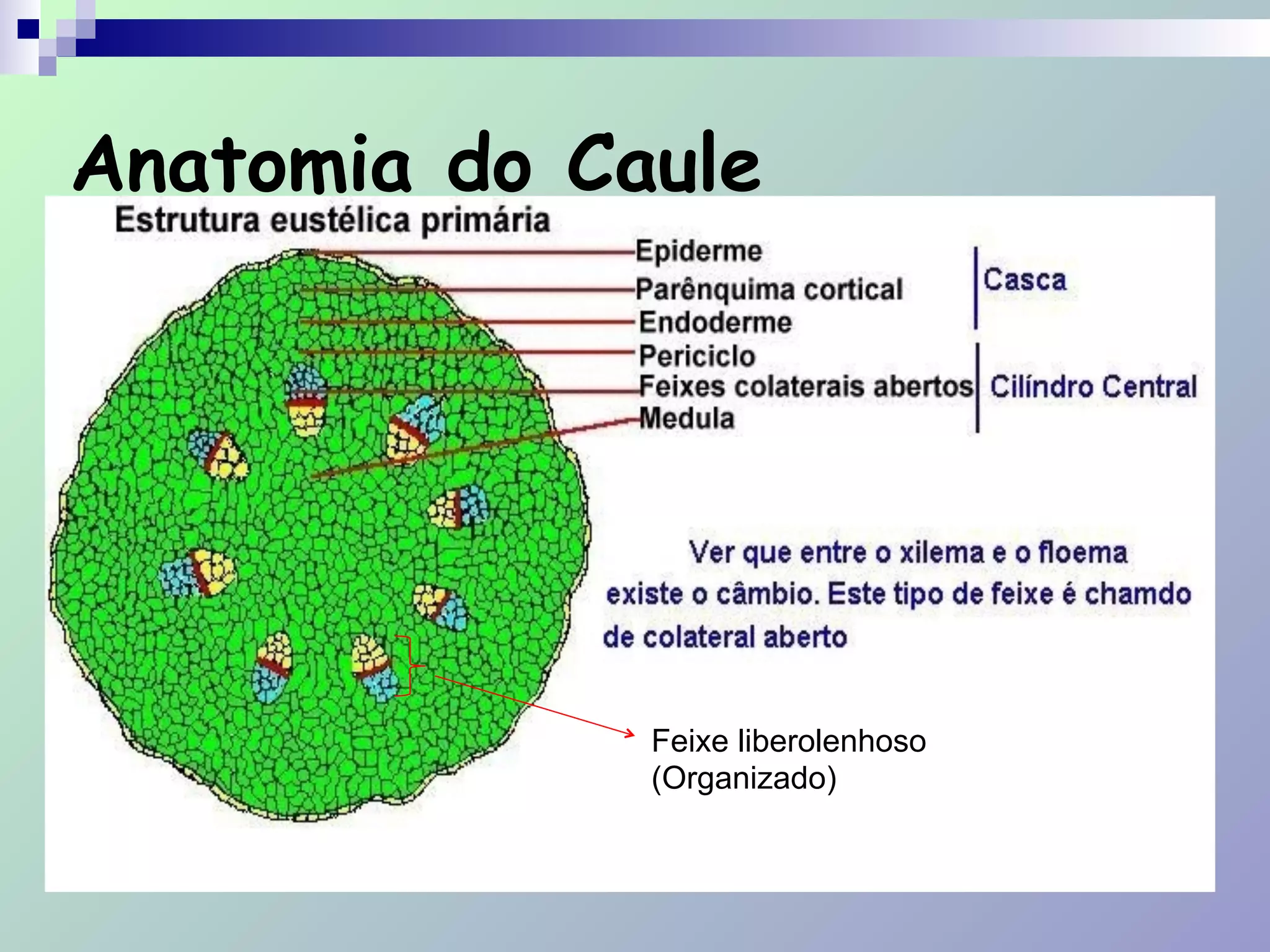 Anatomia do Caule
Feixe liberolenhoso
(Organizado)
 