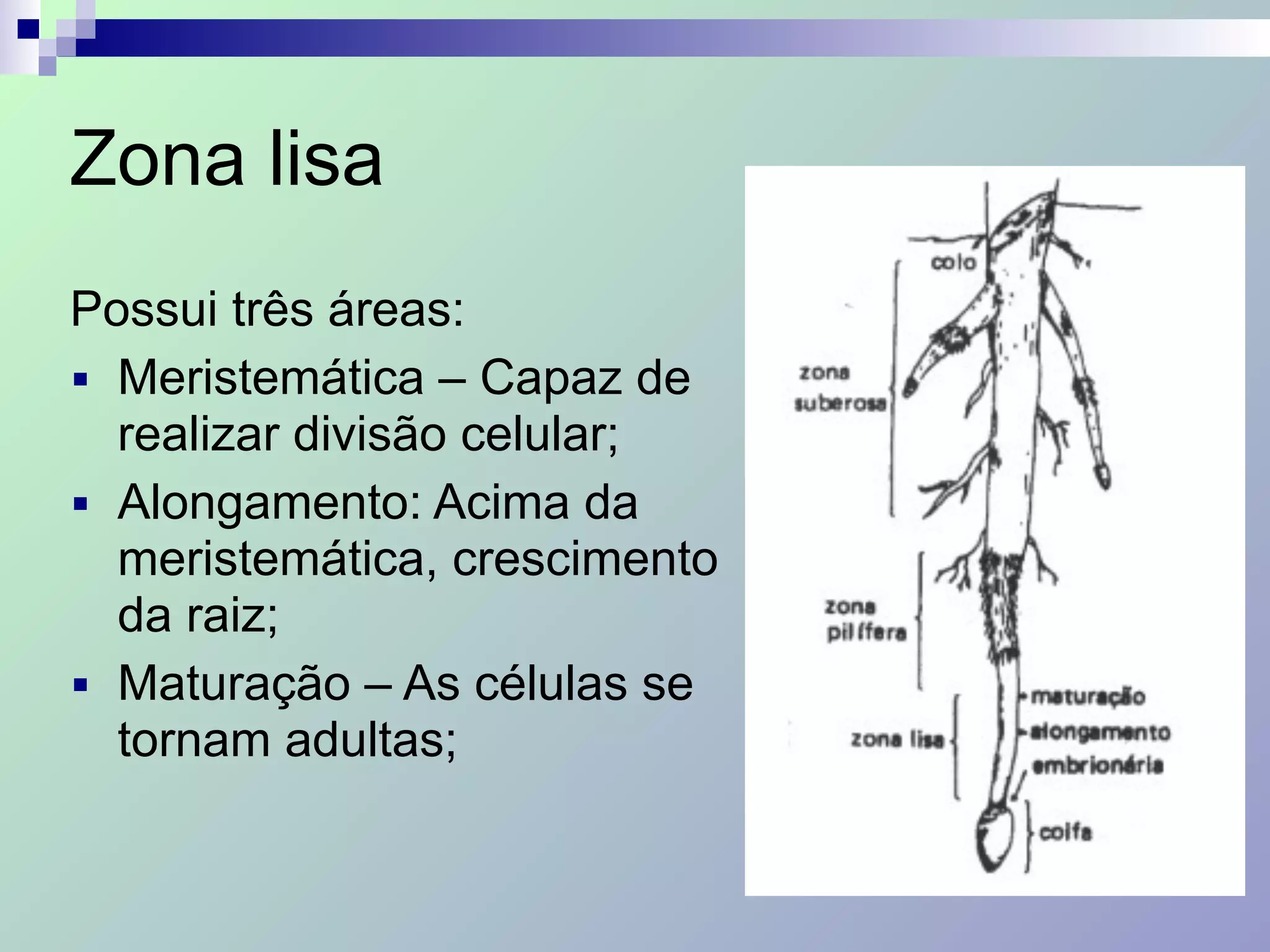 Zona lisa
Possui três áreas:
■ Meristemática – Capaz de
realizar divisão celular;
■ Alongamento: Acima da
meristemática, crescimento
da raiz;
■ Maturação – As células se
tornam adultas;
 