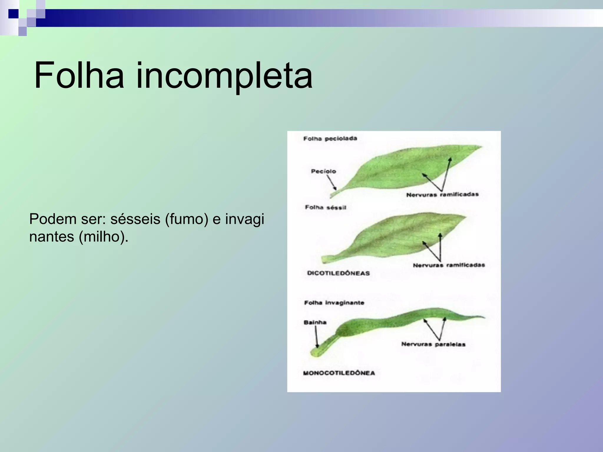 Folha incompleta
Podem ser: sésseis (fumo) e invagi
nantes (milho).
 