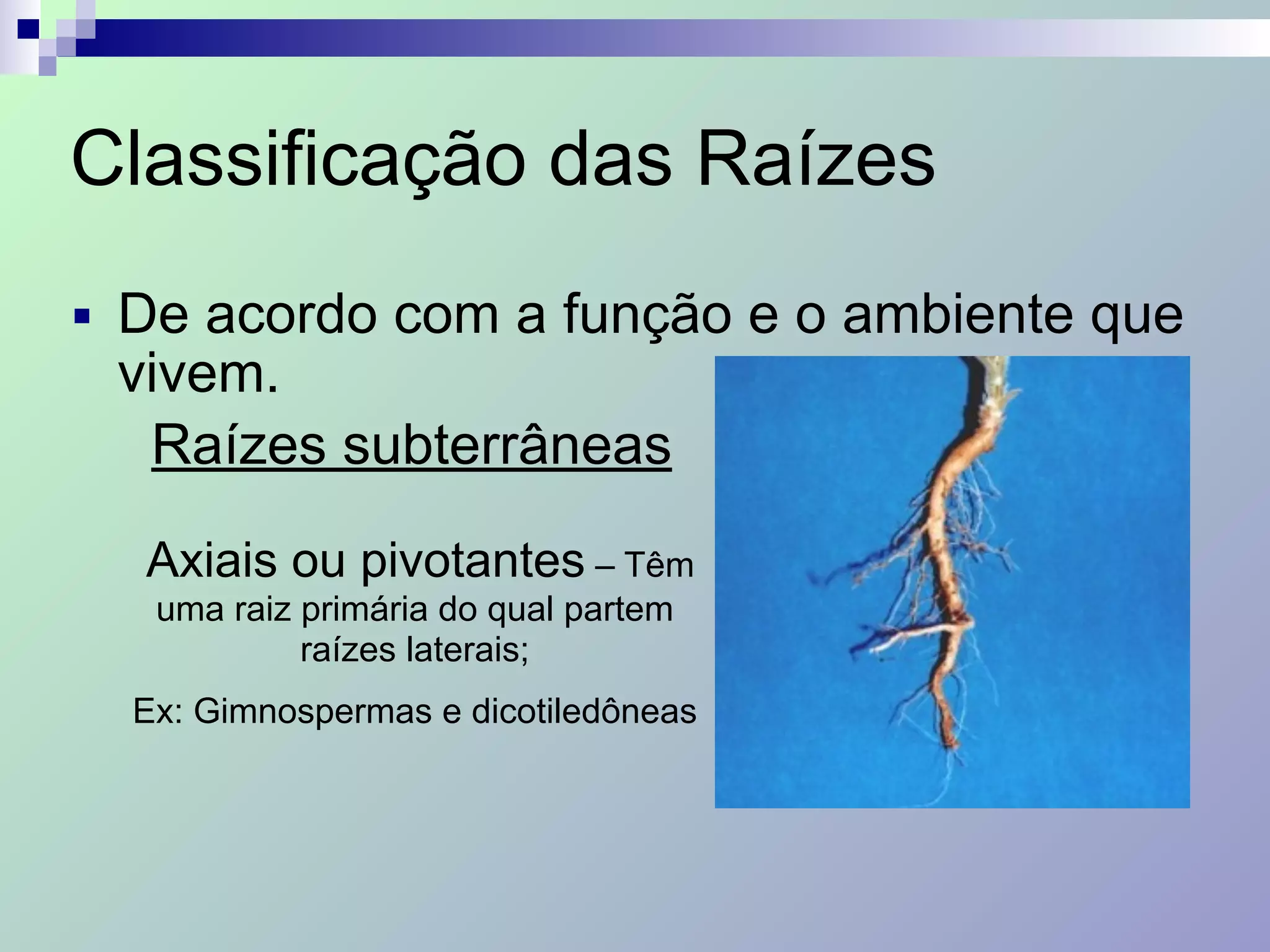 Classificação das Raízes
■ De acordo com a função e o ambiente que
vivem.
Raízes subterrâneas
Axiais ou pivotantes – Têm
uma raiz primária do qual partem
raízes laterais;
Ex: Gimnospermas e dicotiledôneas
 