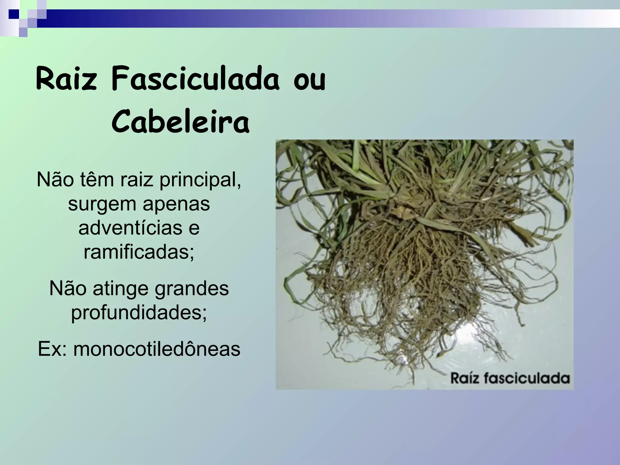 Raiz Fasciculada ou
Cabeleira
Não têm raiz principal,
surgem apenas
adventícias e
ramificadas;
Não atinge grandes
profundidades;
Ex: monocotiledôneas
 