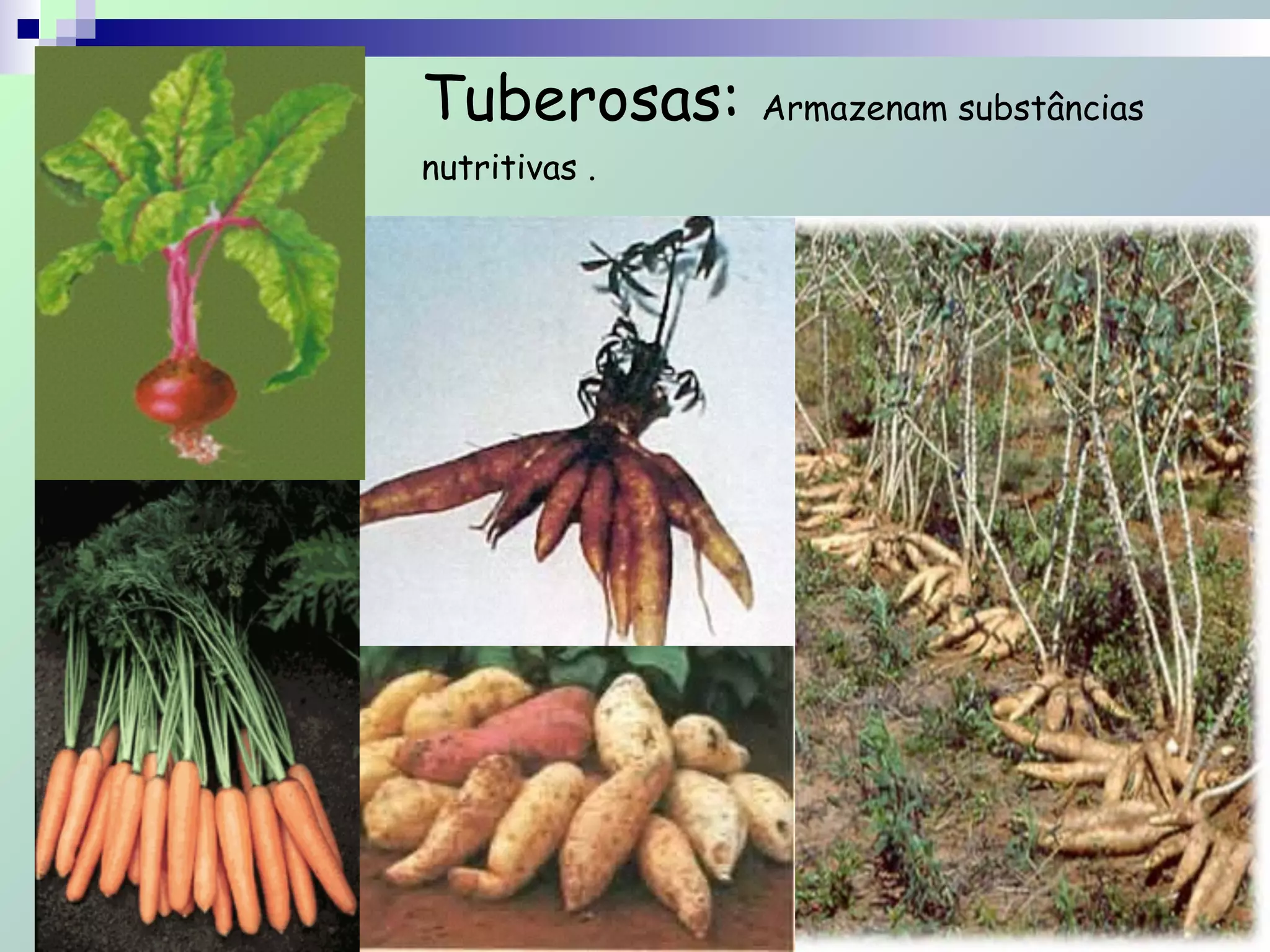 Tuberosas: Armazenam substâncias
nutritivas .
 