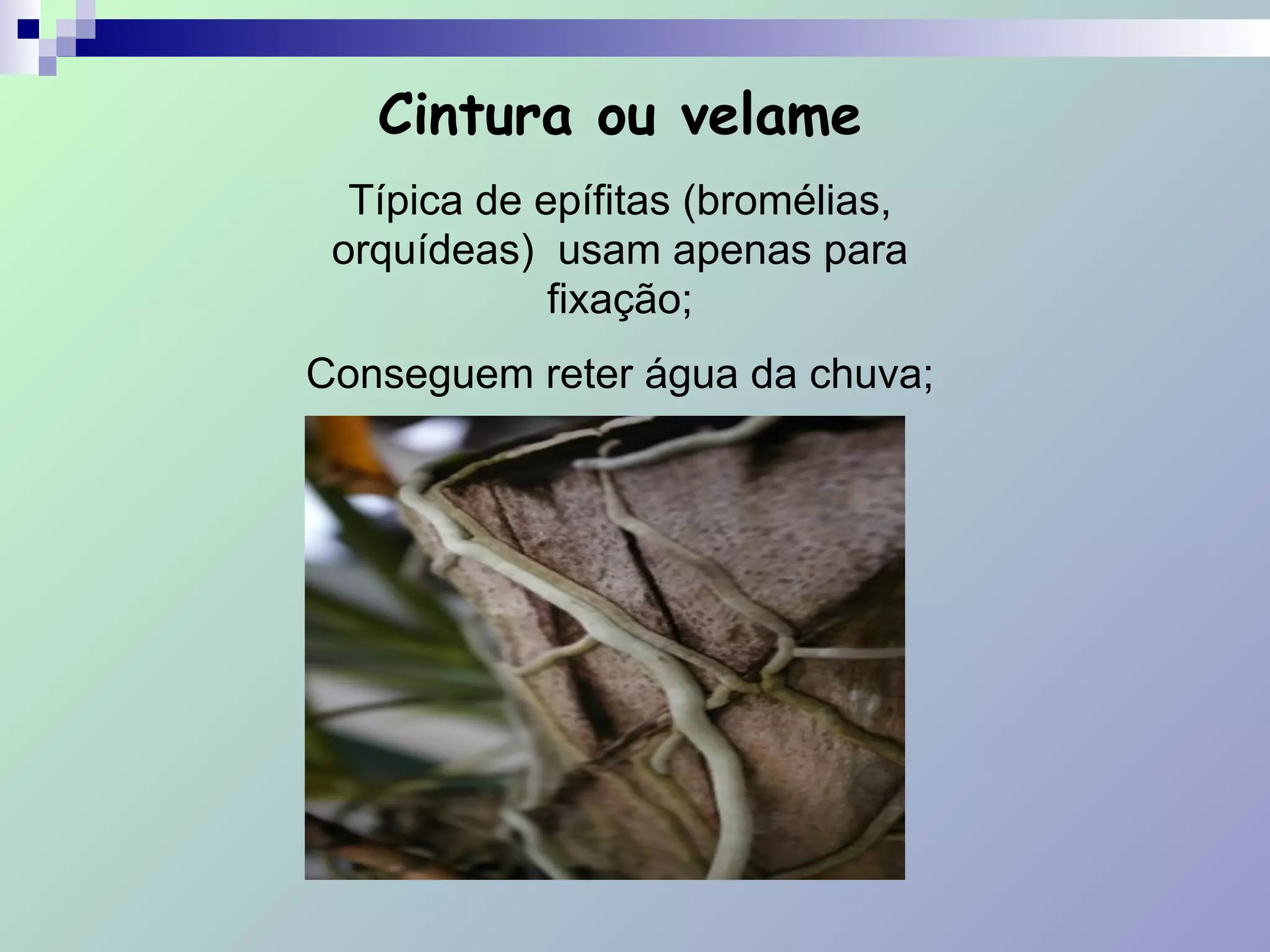 Cintura ou velame
Típica de epífitas (bromélias,
orquídeas) usam apenas para
fixação;
Conseguem reter água da chuva;
!
 