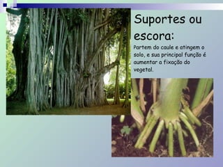 Suportes ou
escora: 
Partem do caule e atingem o
solo, e sua principal função é
aumentar a fixação do
vegetal.
 
