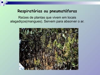 Respiratórias ou pneumatóforas
Raízes de plantas que vivem em locais
alagadiços(mangues). Servem para absorver o ar.
 