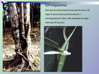 Estrangulantes:  
Raiz que se enrola nas árvores que lhe serve de
suporte provocando posteriormente o
estrangulamento delas. São exemplos os cipós-
mata-pau (Ficus sp.).
 