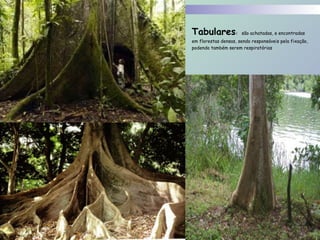  
Tabulares: são achatadas, e encontradas
em florestas densas, sendo responsáveis pela fixação,
podendo também serem respiratórias. 
 