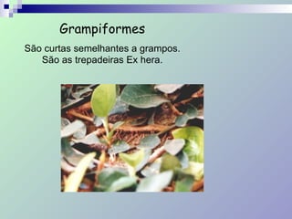 Grampiformes
São curtas semelhantes a grampos.
São as trepadeiras Ex hera.
 