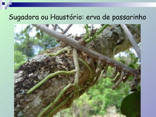 Sugadora ou Haustório: erva de passarinho
 