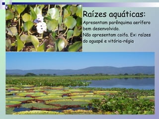 Raízes aquáticas:
Apresentam parênquima aerífero
bem desenvolvido.  
Não apresentam coifa. Ex: raízes
do aguapé e vitória-régia.
 