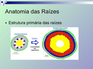 Anatomia das Raízes
■ Estrutura primária das raízes
 
