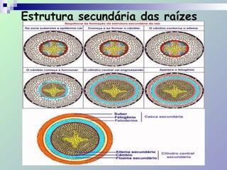 Estrutura secundária das raízes
 