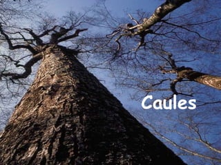 Caules
 