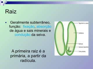 Raiz
■ Geralmente subterrâneo,
função: fixação, absorção
de água e sais minerais e
condução da seiva.
A primeira raiz é a
primária, a partir da
radícula.
 