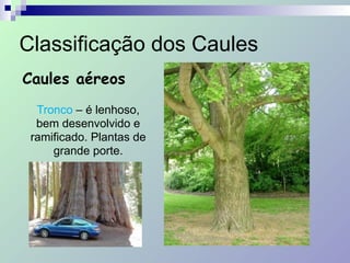 Classificação dos Caules
Caules aéreos
Tronco – é lenhoso,
bem desenvolvido e
ramificado. Plantas de
grande porte.
 