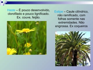Haste – É pouco desenvolvido,
clorofilado e pouco lignificado.
Ex. couve, feijão.
Estipe – Caule cilíndrico,
não ramificado, com
folhas somente nas
extremidades. Não
engrossa. Ex coqueiros
 
