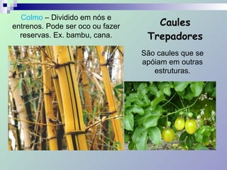 Colmo – Dividido em nós e
entrenos. Pode ser oco ou fazer
reservas. Ex. bambu, cana.
Caules
Trepadores
São caules que se
apóiam em outras
estruturas.
 
