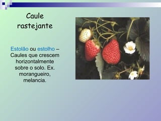 Caule
rastejante
!
Estolão ou estolho –
Caules que crescem
horizontalmente
sobre o solo. Ex.
morangueiro,
melancia.
 