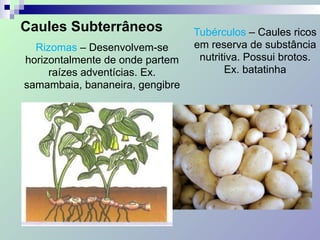 Caules Subterrâneos
Rizomas – Desenvolvem-se
horizontalmente de onde partem
raízes adventícias. Ex.
samambaia, bananeira, gengibre
Tubérculos – Caules ricos
em reserva de substância
nutritiva. Possui brotos.
Ex. batatinha
 